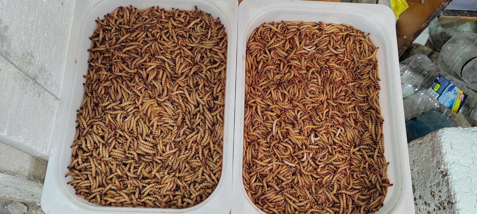 Tenebrije (mealworms)