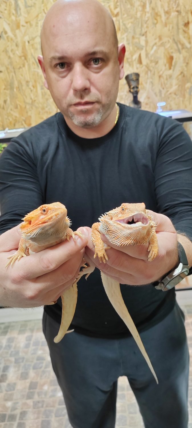 Bradata agama (Pogona vitticeps)