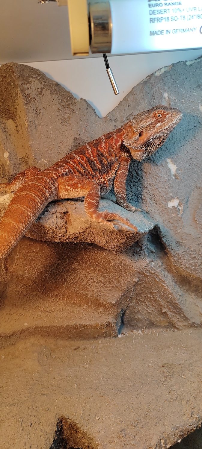 Bradata agama (red morph)