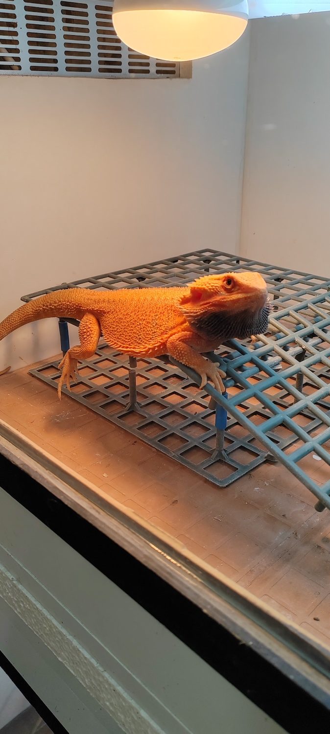 Bradata agama pod grejnom lampom