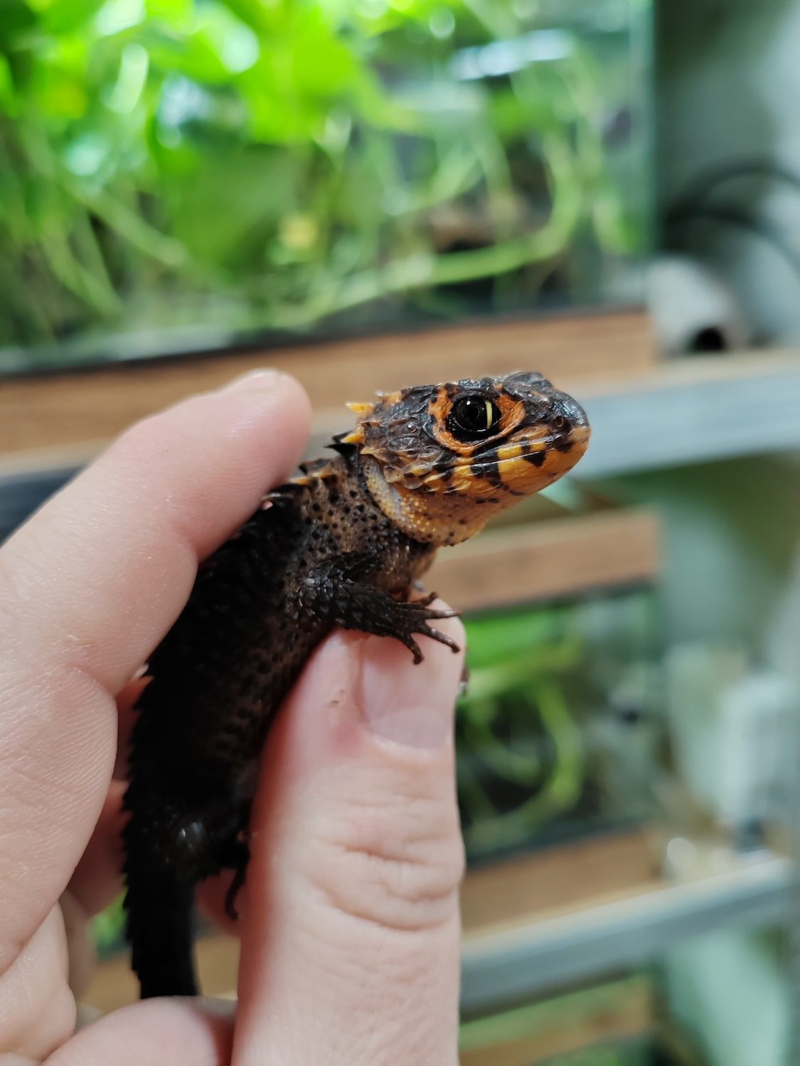 Red eyed crocodile skink