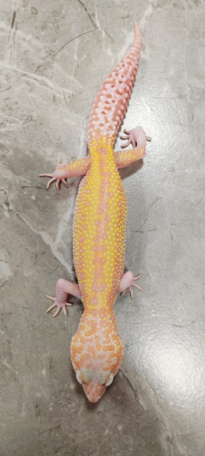Leopard gekon