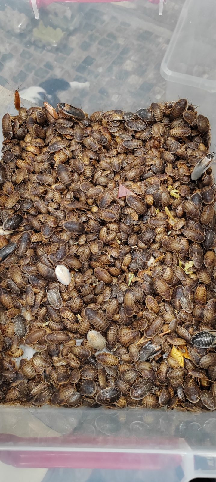 Dubia bubašvabe