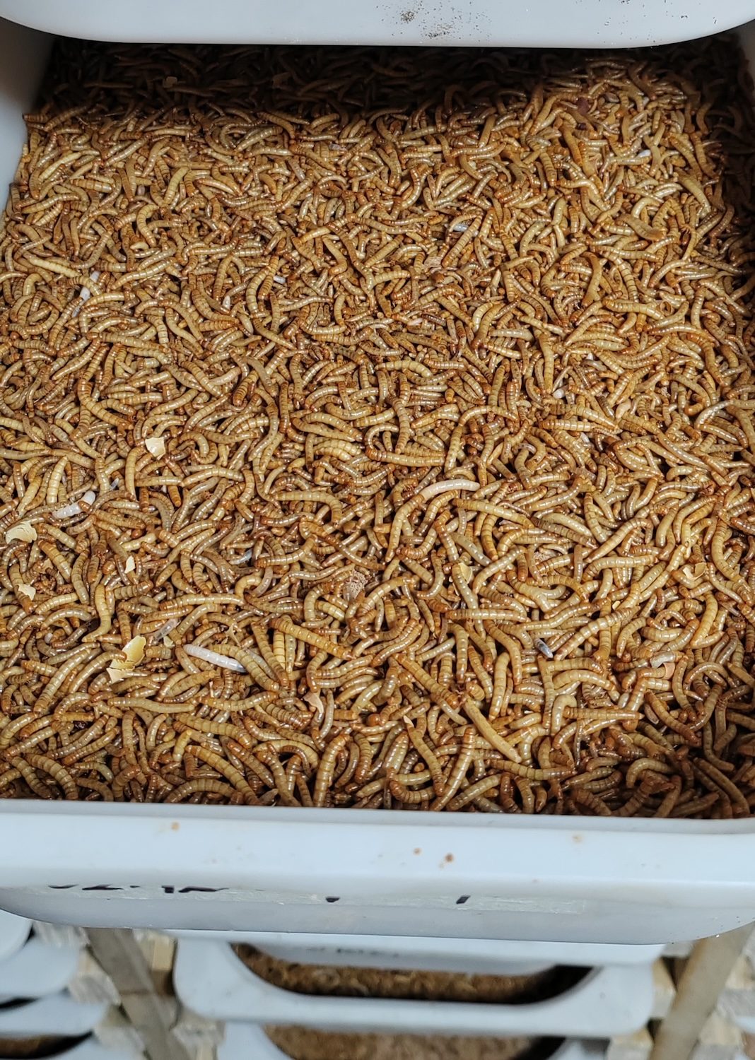 Tenebrije (mealworms)