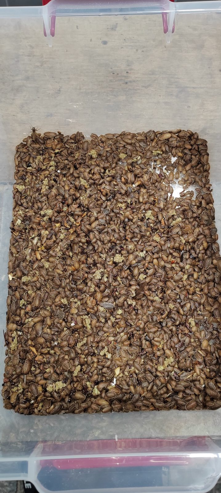 Dehidrirani insekti