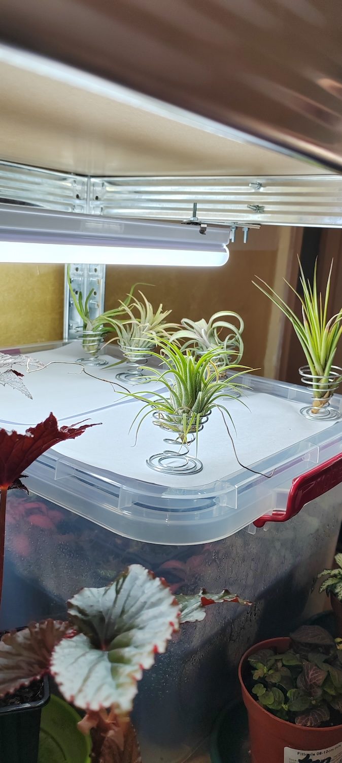 Tillandsia (air plant)
