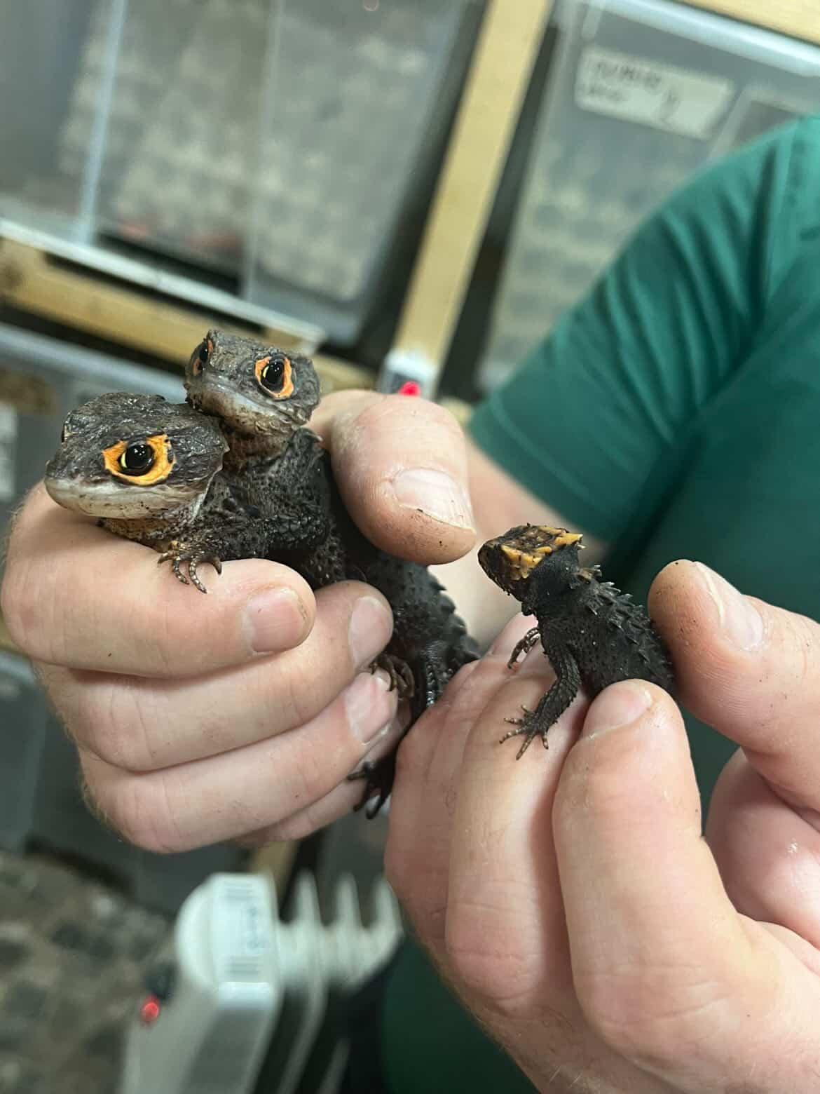 Red eyed crocodile skink (Tribolonotus gracilis)
